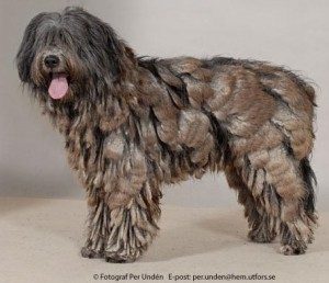 Bergamasco
