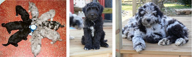 Bergamasco - färg exempel