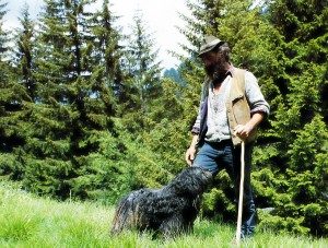Gammal Bergamasco