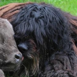 Bergamasco Ny websida 2019