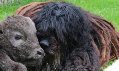 Bergamasco Ny websida 2019