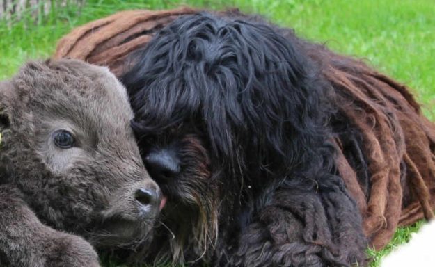 bergamasco-ny-websida-2019 Bergamasco Ny websida 2019