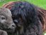 Bergamasco Ny websida 2019
