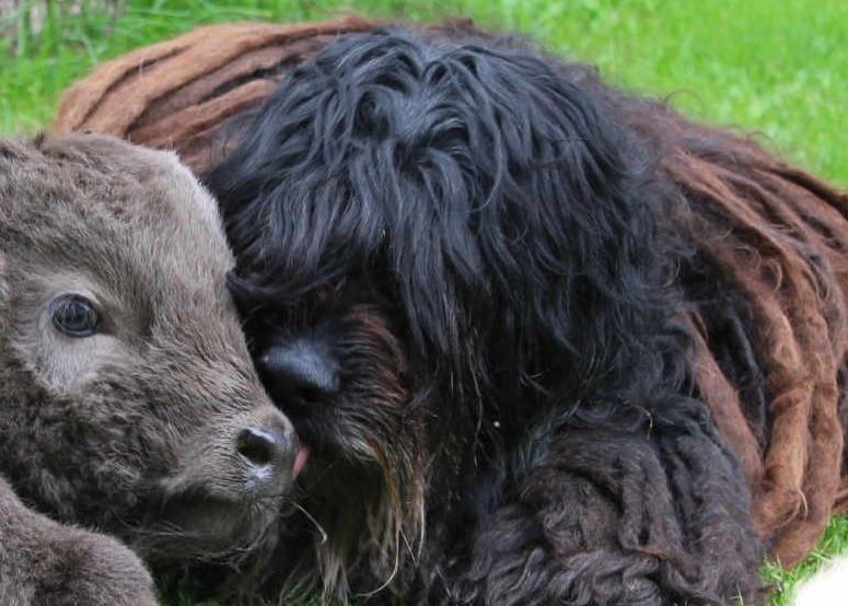 Bergamasco Ny websida 2019