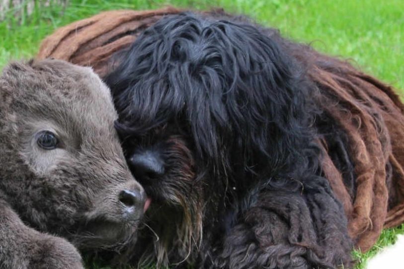 Bergamasco Ny websida 2019