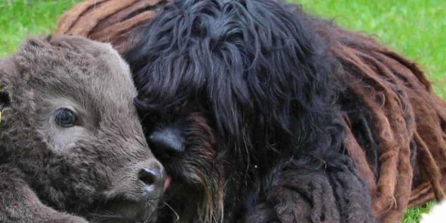 Bergamasco Ny websida 2019