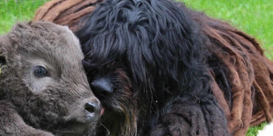 Bergamasco Ny websida 2019