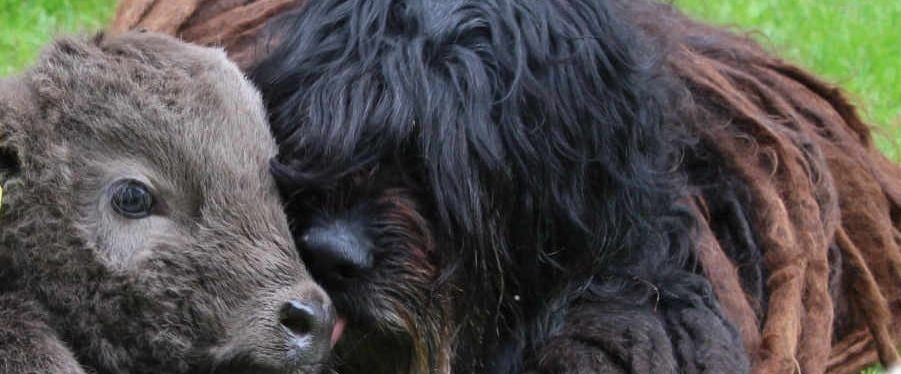 Bergamasco Ny websida 2019