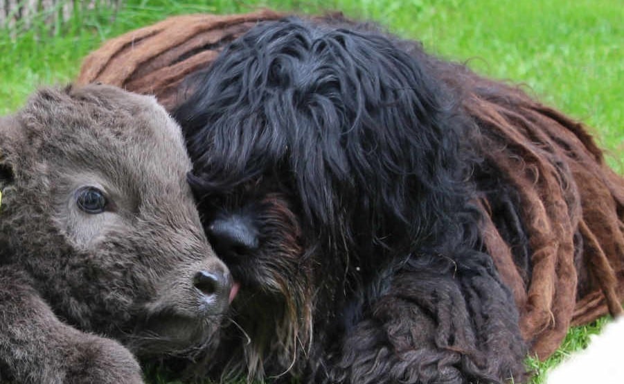 bergamasco-ny-websida-2019 Bergamasco Ny websida 2019