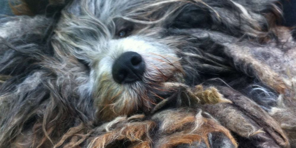 bergamasco-bilder52