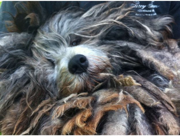 bergamasco-bilder52