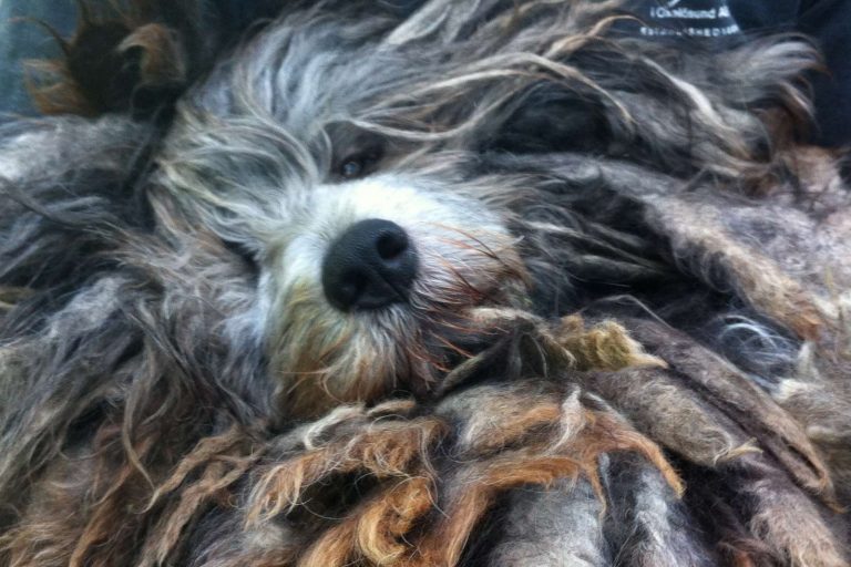 bergamasco-bilder52