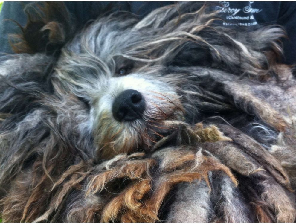 bergamasco-bilder52